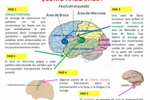 Aprendizaje del lenguaje en el cerebro
